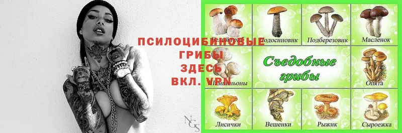 Псилоцибиновые грибы Cubensis  Советская Гавань 